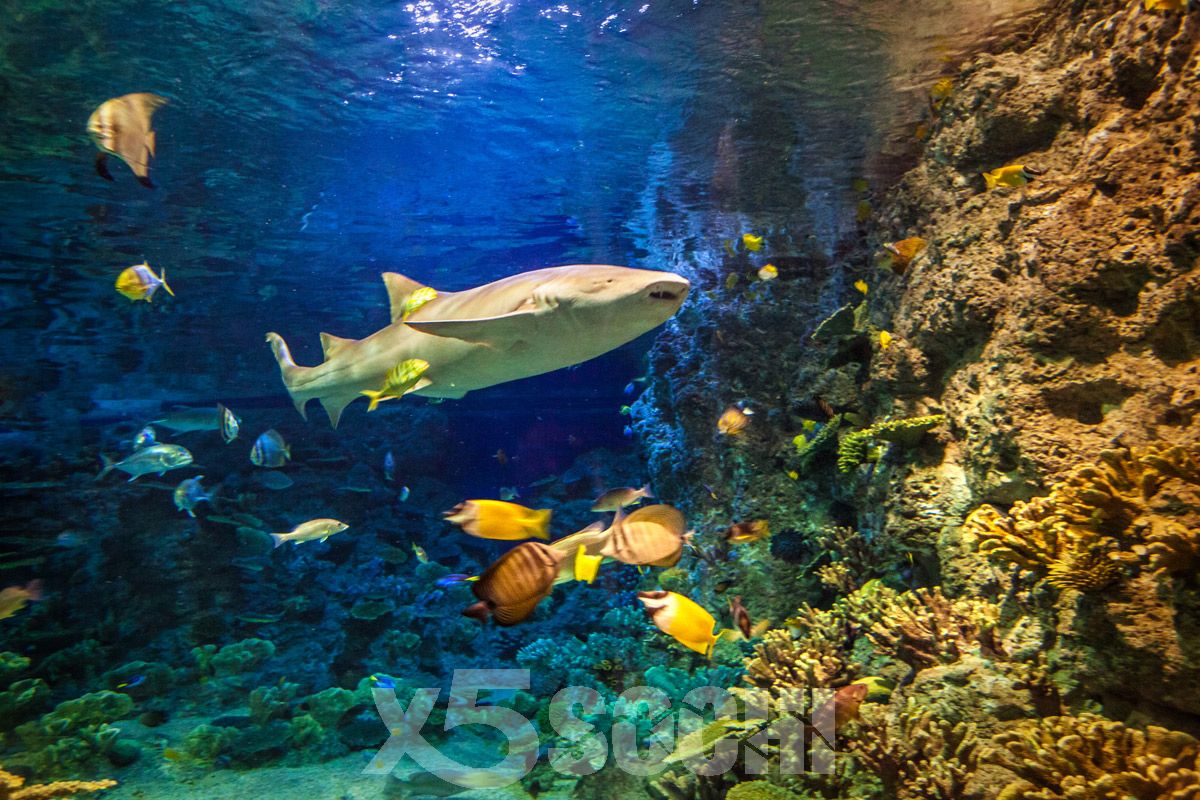 3 discovery world. Океанариум Sochi Discovery World Aquarium. Катран Сочи акула. Океанариум Discovery Адлер акулы. Катран акула черного моря.